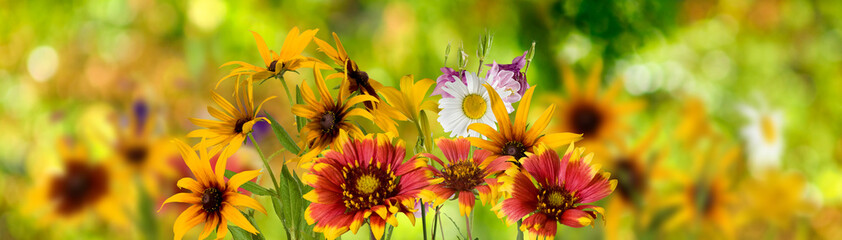 image of many beautiful flowers in the garden close up