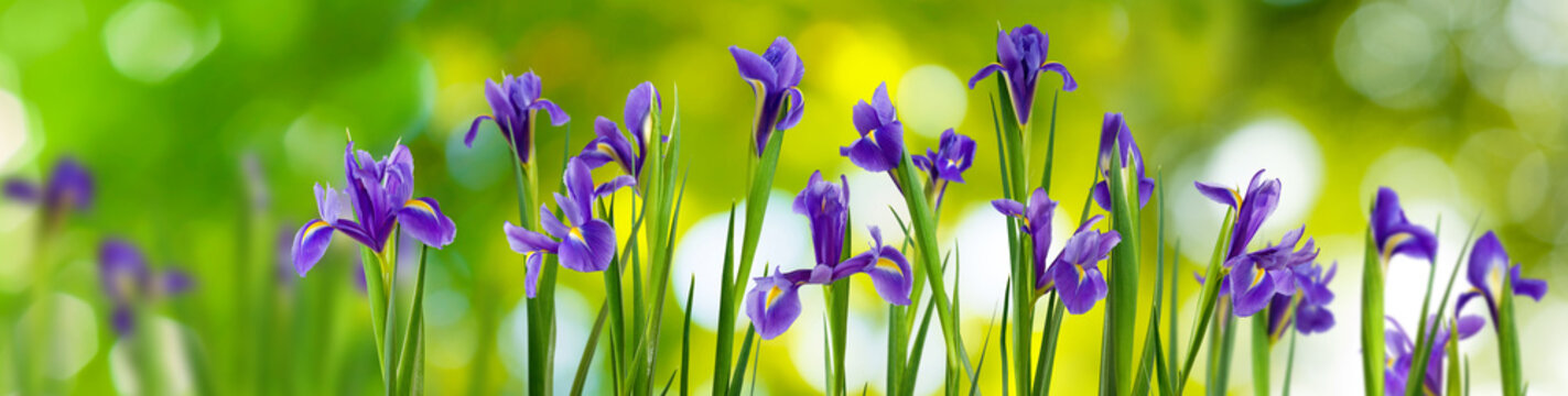 Image of many beautiful purple flowers in a garden close up.