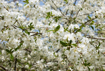 image of a blossoming tree in the garden