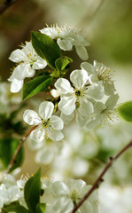 image of a blossoming tree in the garden