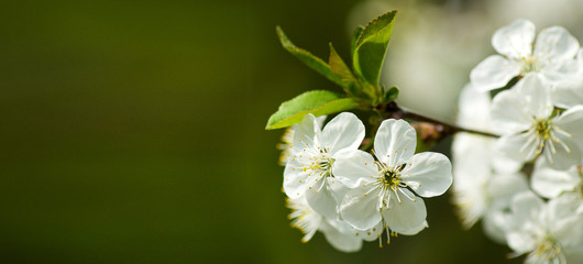 image of a blossoming tree in the garden