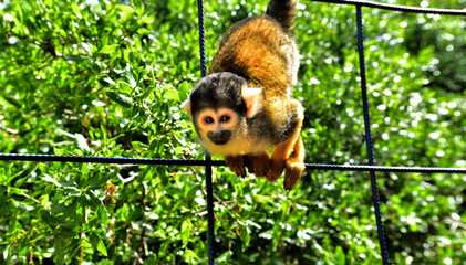 monkey in the zoo 3