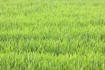 Natural green background with juicy spring green grass