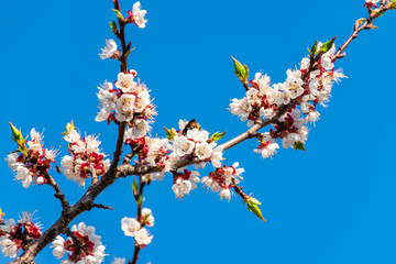 A branch of apricot tree with white and pink blooming flowers and a bee sitting on them in bright sunlight