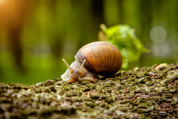 Snail on a tree in a summer park outdoors