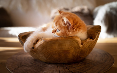 Katzenkind in rot-weiß schläft in einer Schale aus Holz