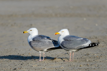 Two gulls on the beach. Both birds are seen side-on, facing to the left.