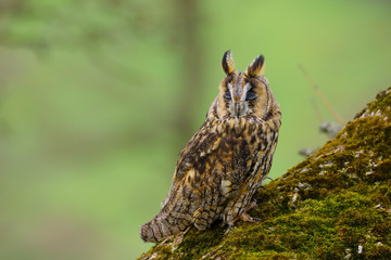 A close up portrait of a Long Eared Owl (Asio otus) bird of prey.  Taken in the Welsh countryside, Wales UK