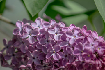 Lilac in the park