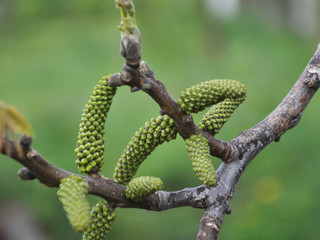 Spring flowering walnut