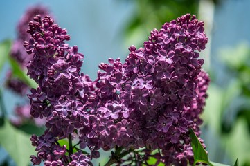 Obraz premium Lilac