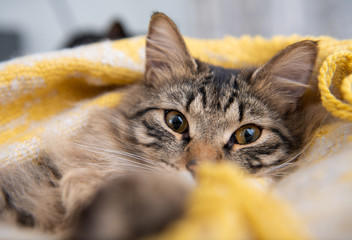 Adorable Young Norwegian Forest Cat Relaxing in Yellow Blanket