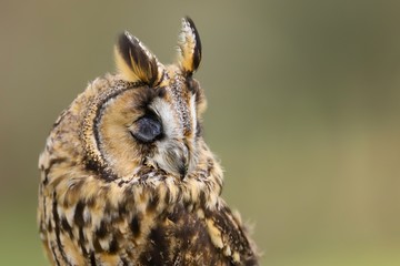 A close up portrait of a Long Eared Owl (Asio otus) bird of prey.  Taken in the Welsh countryside, Wales UK