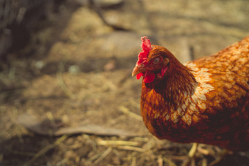 Chicken walks in the garden. Chicken graze freely on the grass, free space. Chicken farm - stock image
