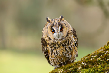 A close up portrait of a Long Eared Owl (Asio otus) bird of prey.  Taken in the Welsh countryside, Wales UK