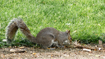 A grey squirrel forages for food at the edge of a park pathway