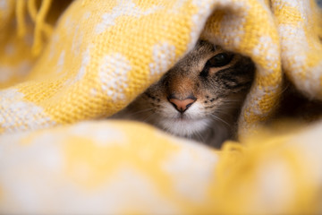 Fototapeta premium Adorable Young Norwegian Forest Cat Relaxing in Yellow Blanket