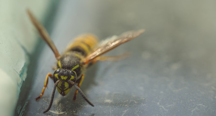Dangerous yellow-black striped wasp, macro photography