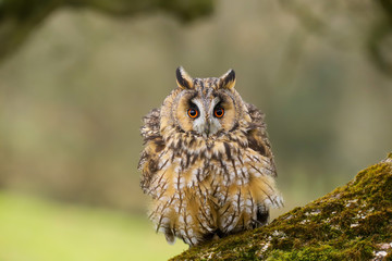 A close up portrait of a Long Eared Owl (Asio otus) bird of prey.  Taken in the Welsh countryside, Wales UK