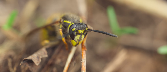 Wasp sitting on old leaves Dangerous yellow and black striped common wasp sitting on old leaves