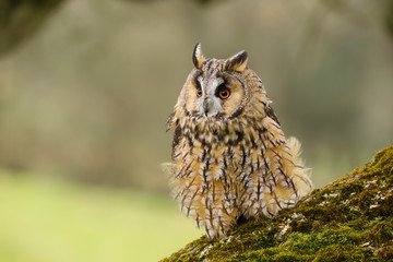 Obraz premium A close up portrait of a Long Eared Owl (Asio otus) bird of prey. Taken in the Welsh countryside, Wales UK