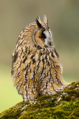 A close up portrait of a Long Eared Owl (Asio otus) bird of prey.  Taken in the Welsh countryside, Wales UK