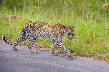small baby Leopard walking alone