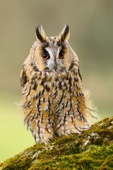 A close up portrait of a Long Eared Owl (Asio otus) bird of prey.  Taken in the Welsh countryside, Wales UK