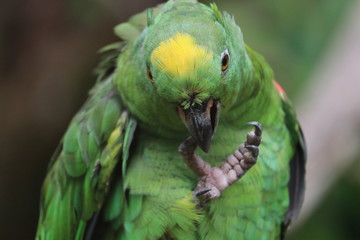 Perroquet nettoyage jungle