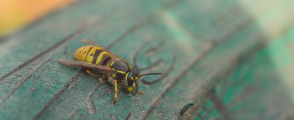 Dangerous yellow-black striped wasp, macro photography