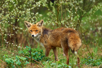 Naklejka na ściany i meble Male fox in the grass