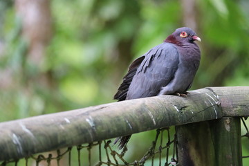 Pigeon repos jungle
