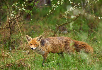 Naklejka na ściany i meble Male fox in the grass