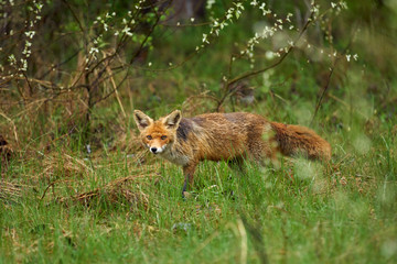 Male fox in the grass