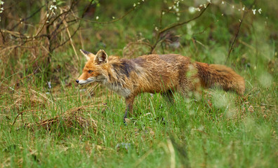 Male fox in the grass
