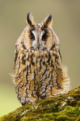 A close up portrait of a Long Eared Owl (Asio otus) bird of prey.  Taken in the Welsh countryside,...
