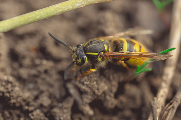 Dangerous yellow-black striped wasp, macro photography