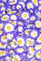 Blue Flower background. Cute  colorful flowers Pattern.