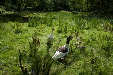 Goose family, Jersey, U.K. Wildbird group in the landscape.
