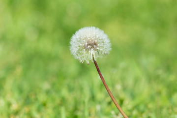 close up of blowball in green grass