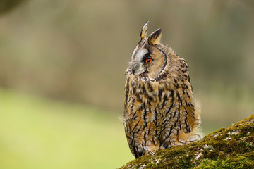 A close up portrait of a Long Eared Owl (Asio otus) bird of prey.  Taken in the Welsh countryside, Wales UK