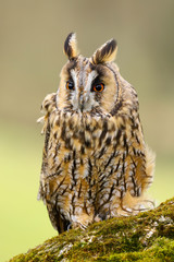 A close up portrait of a Long Eared Owl (Asio otus) bird of prey.  Taken in the Welsh countryside, Wales UK