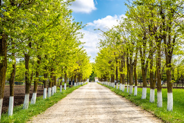 Fototapeta na wymiar eautiful perspective with green trees, pathway and blue sky with clouds