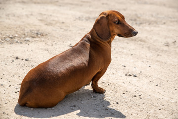 Long brown dachshund dog sitting on the ground outside