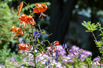 flowers in the garden