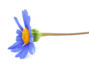 blue daisy bush flower
