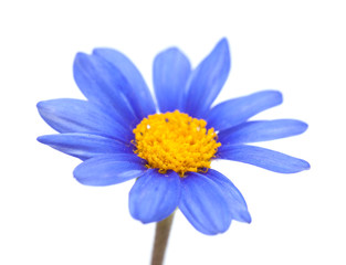 blue daisy bush flower
