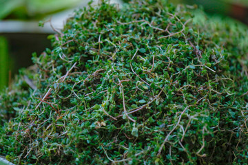 Fresh vegetable shop in indian market
