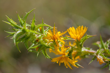 Flora of Gran Canaria -  Scolymus grandiflorus
