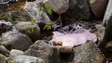 벚꽃이 머무는 옹달샘